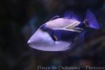 Wedge-tail triggerfish