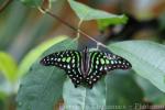 Tailed jay