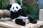 Giant panda