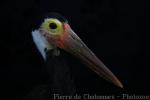 Storm's stork