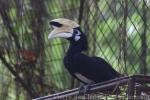 Oriental pied hornbill