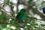 Green broadbill