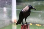 House crow