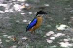 Blue-winged pitta