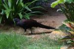 Mountain peacock-pheasant