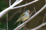 Green-winged pytilia