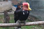 Helmeted hornbill