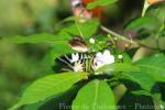 Five-bar swordtail