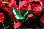 Emerald swallowtail