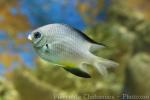 Yellowbelly damselfish