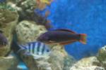 Orangefin wrasse