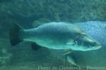 Barramundi