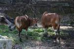 Javan banteng