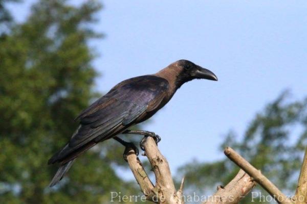 House crow