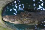 Saltwater crocodile