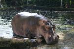 Common hippopotamus