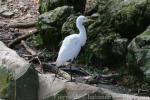 Intermediate egret