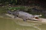 Saltwater crocodile