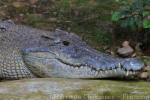 Siamese crocodile