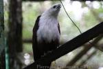 Brahminy kite