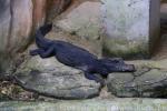 Cuvier's smooth-fronted caiman