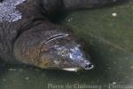 Malayan softshell turtle