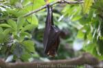 Large flying-fox