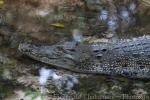 Saltwater crocodile