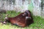 Bornean orangutan