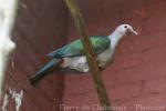 Green imperial-pigeon