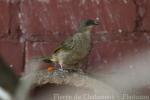 Olive-winged bulbul