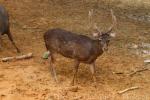 Timor deer