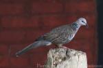 Eastern spotted dove