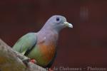 Pink-necked green-pigeon