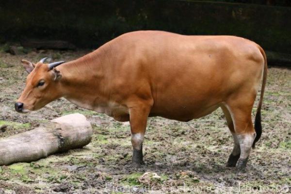 Bornean banteng