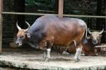 Bornean banteng