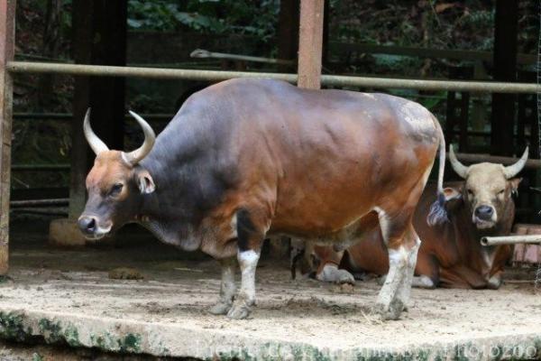 Bornean banteng
