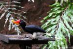 Bornean rhinoceros hornbill