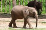 Bornean elephant