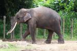 Bornean elephant