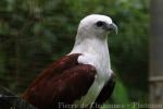 Brahminy kite