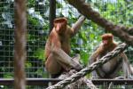 Proboscis monkey