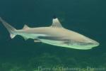 Blacktip reef shark