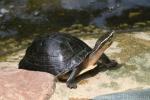 South-east Asian box turtle