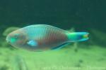 Quoy's parrotfish