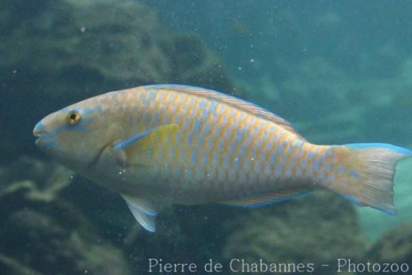 Blue-barred parrotfish