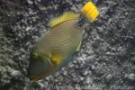 Orange-lined triggerfish