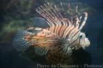 Devil firefish