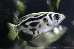 Zebra archerfish