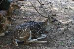 Ceylon spotted deer